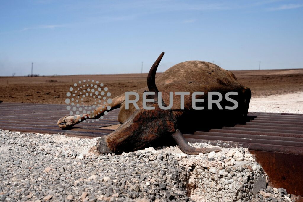 2024 02 29t175910z 2 lynxnpek1s0qz rtroptp 4 usa wildfires cattle scaled