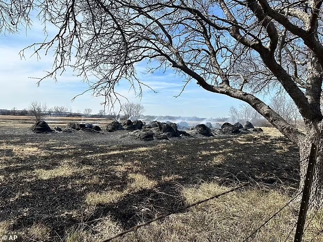 81841973 13139403 ranch workers were left without time to evacuate their livestock a 46 1709186815238