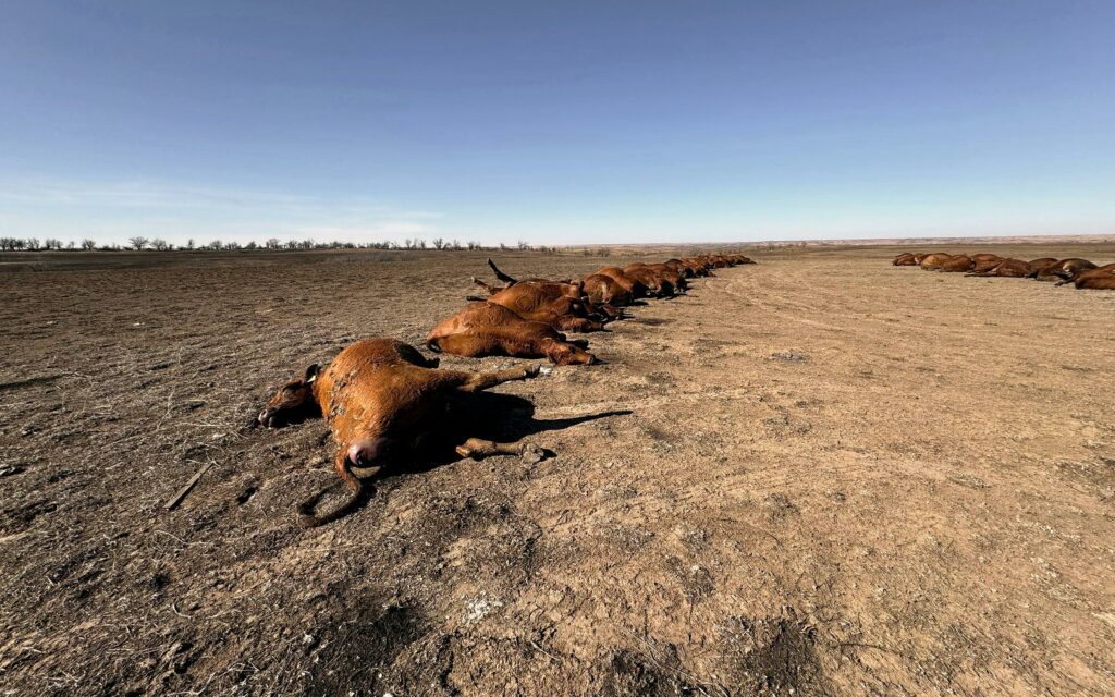 Cattle panhandle fires